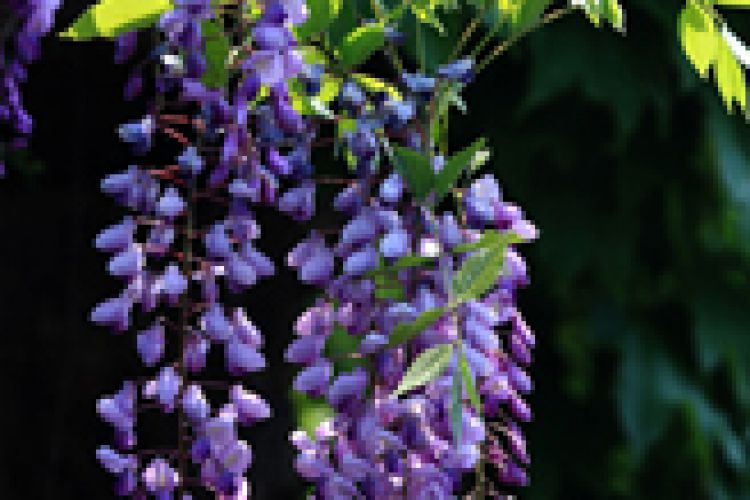 紫藤