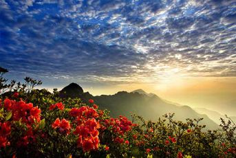 三爪仑-高山杜鹃