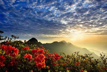 三爪仑-高山杜鹃