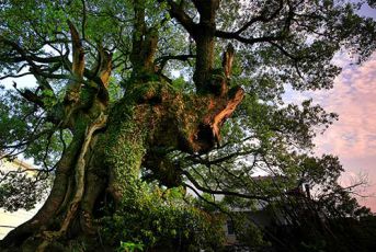 三爪仑-古树参天