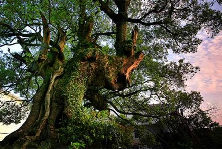 三爪仑-古树参天