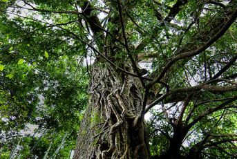 三爪仑-巨藤悬挂 千年古樟