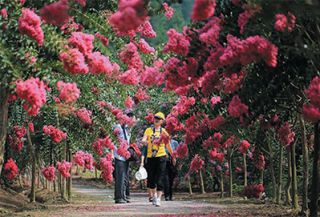美景靖安之四季花海