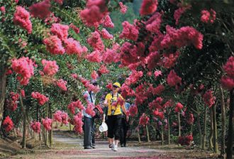 美景靖安之四季花海