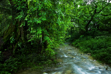 三爪仑-淙淙细流