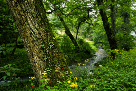 三爪仑-古树 花儿 溪流