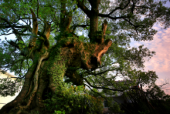 三爪仑-山村彩霞