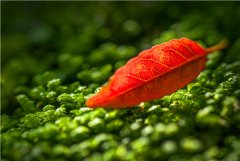 三爪仑国家森林公园